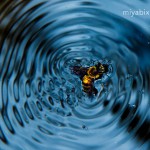 蜂,溺れる